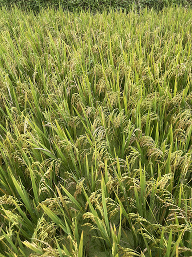 Photo from customer review