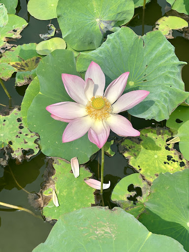 Photo from customer review